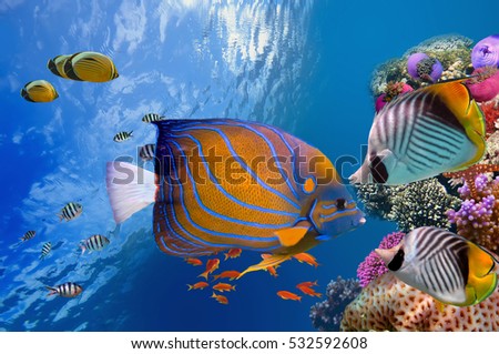 Wonderful and beautiful underwater world with corals and tropical fish, Red Sea