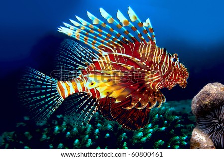 pinkiepie's blog! Stock-photo-lionfish-siam-bay-province-trat-koh-chang-island-thailand-60800461
