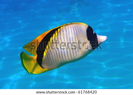   Butterfly Fish on Photo   Threadfin Butterflyfish  Chaetodon Auriga   Red Sea  Egypt