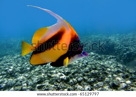 Pennant coralfish (Heniochus acuminatus) or bannerfish, Red Sea, Egipt