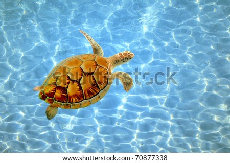 green sea turtle swimming in ocean sea. Thailand