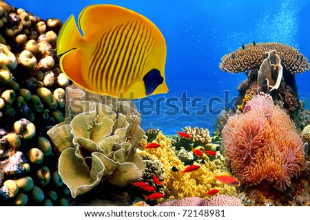 Underwater image of coral reef and Masked Butterfly Fish