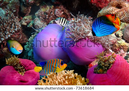 Threadfin butterflyfish (Chaetodon auriga) and coral reef, Red Sea, Egypt