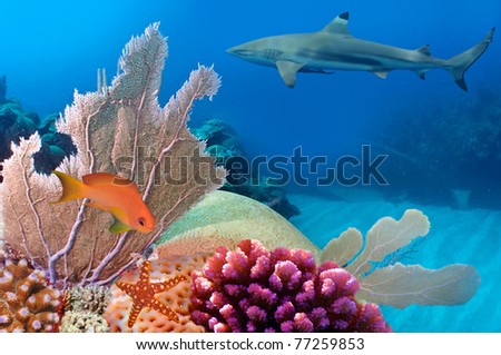 Photo of a coral colony, Red Sea, Egypt