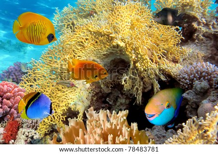 Underwater life of a hard-coral reef, Red Sea, Egypt.
