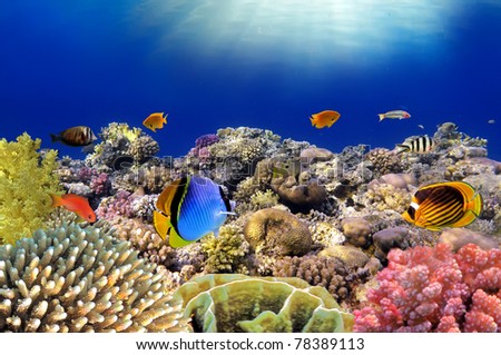 Underwater world. Coral fishes of Red sea. Egypt.