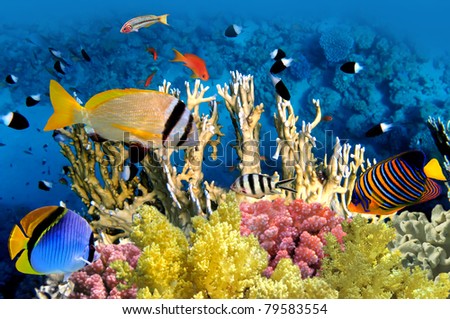 Tropical Fish and Coral Reef in the Red Sea, Egypt.