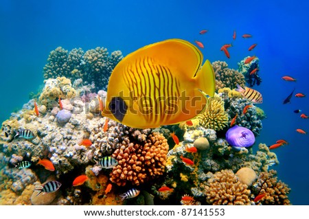 Tropical Fish on a coral reef.