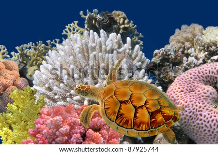 Underwater world. Sea turtle near Chang Island.Siam Bay. Thailand