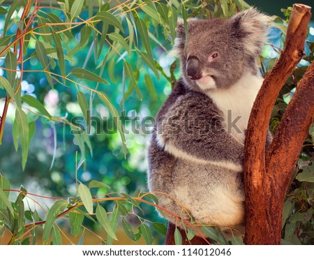 Koala,  western Australia