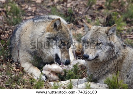 two wild wolves are eating
