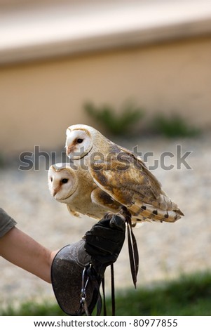 demonstration of flight of a falconer and a barn owl