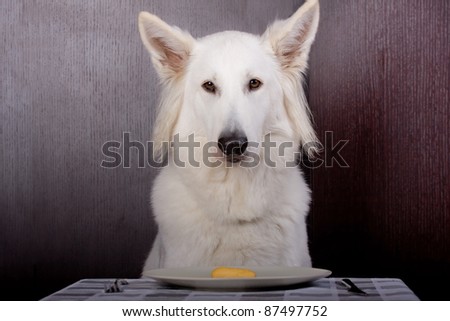swiss white shepherd dog is eating with a dish