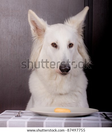 swiss white shepherd dog is eating with a dish