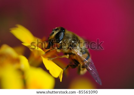 Hover fly on a yellow flower