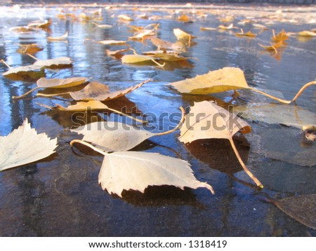 Leafs of a birch fallen in a frozen pool