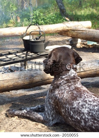 Dog and camp-fire