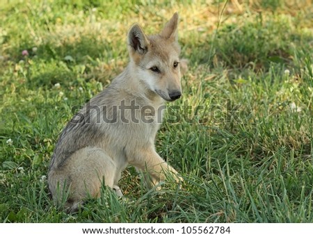 Little Wolf Pup