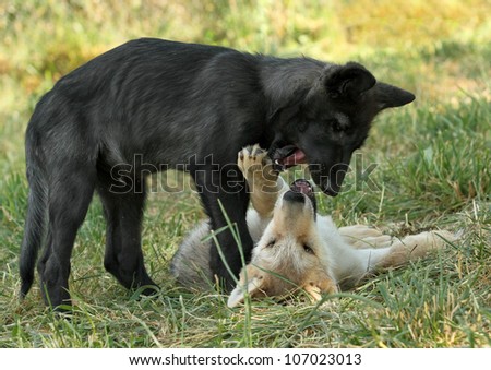 Wolf Pups at Play