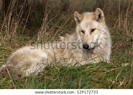Young Wolf Laying in Grass
