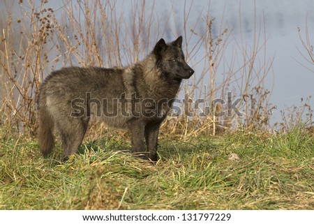 Black Wolf by lake