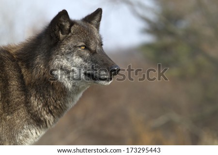 Black Wolf Profile