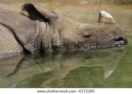 Rhino cooling off in the water