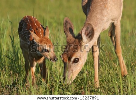 Mother Deer