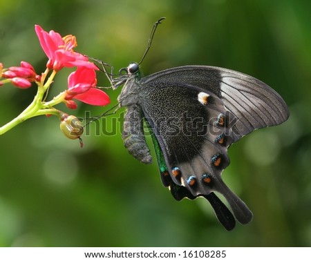 emerald swallowtail butterfly...