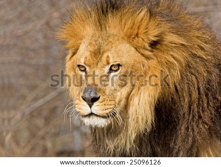 A Lion Stare