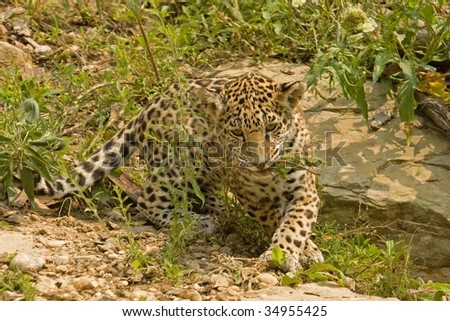 A Jaguar Cub