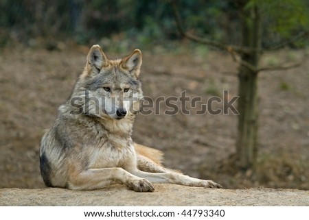 A Resting Wolf