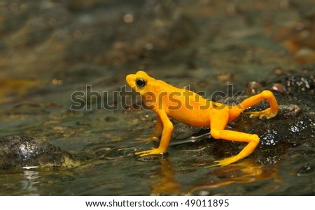 Little Golden Frog