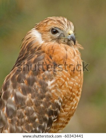 Proper Red Shouldered  Hawk