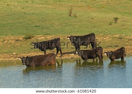 Cows Cooling Off