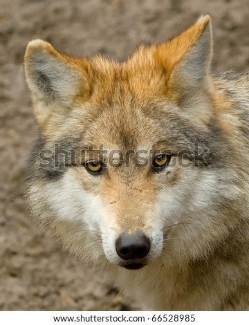 Wolf\'s Eyes