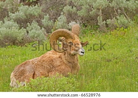 Ram Big Horn Sheep