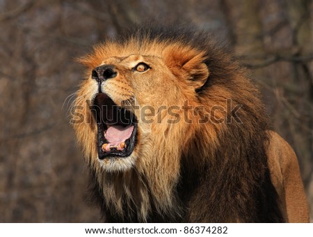 A Lion Roaring