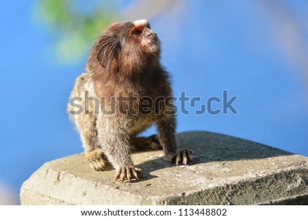 Small monkey takes sun bath in park in the city of Rio De Janeiro