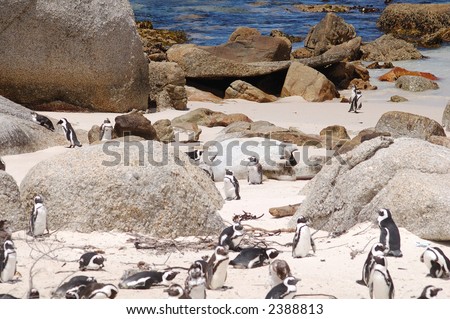 Penguins at Foxy beach, Cape Town, South Africa. Tropical animal