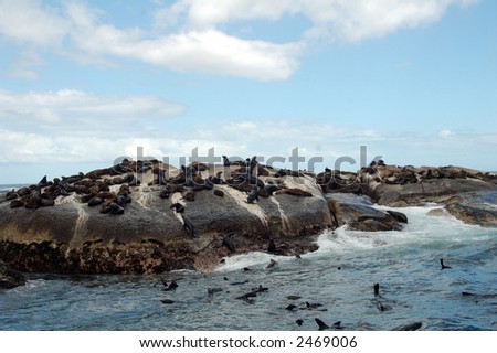 Large Group Of Animals at Hout Bay