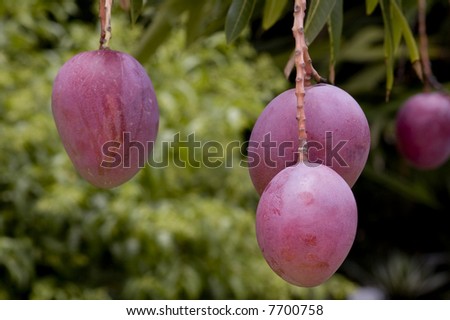 pear-shaped fruit with yellow flesh