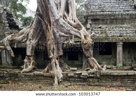 A large Kapok tree, latin name Ceiba pentandra, growing through the ancient Khmer ruins of Preah Khan Temple, Angkor, Cambodia. Ancient structure, hundreds of years old.