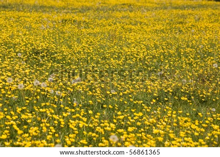 Buttercup meadow A meadow in the spring filled with buttercups and other wild grasses and flowers.