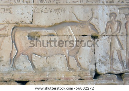 Ancient Egyptian Buffalo carving An ancient egyptian hieroglyphic carving of a buffalo being led. Wall at the Temple of Ramses II, Abydos, Egypt.
