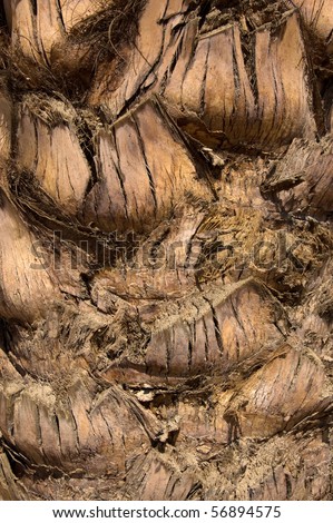 Date Palm tree trunk The rough textured surface of the trunk of a date palm tree.  Photographed in Egypt.