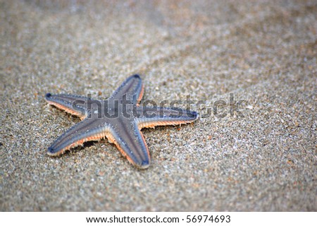 Starfish on sandy beach A starfish washed up on the sandy beach in Goa, India.