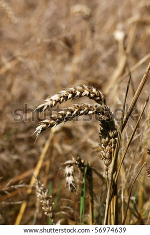 Wheat detail Close up of some ears of wheat in a field awaiting harvest. Hampshire, England