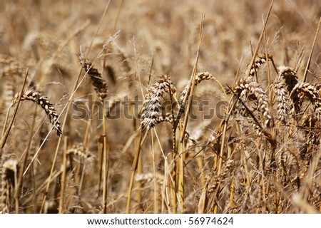 Wheat Field Close up of some ears of wheat in a field awaiting harvest. Hampshire, England. Shallow depth of field.