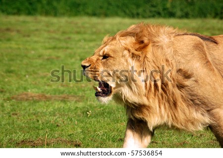Lion Roaring \'Panthera Leo\', African lion snarling.  Male lion roaring as he chases a lioness.